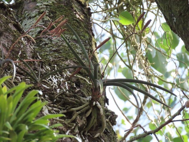 （圖二十六）大根槽舌蘭（Holcoglossum amesianum）