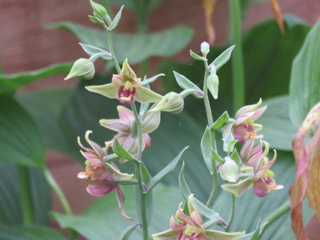 圖十四：火燒蘭屬（Epipactis）。