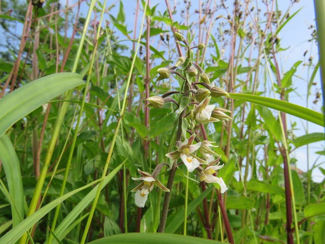 圖五：新疆火燒蘭（Epipactis palustris）。