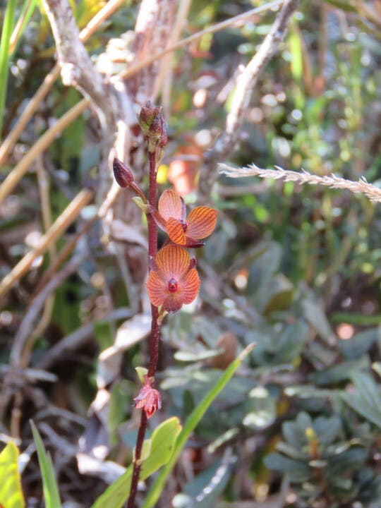 圖十九、Telipogon venustus