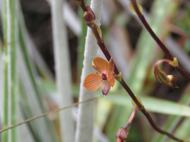 圖三十、Telipogon venustus