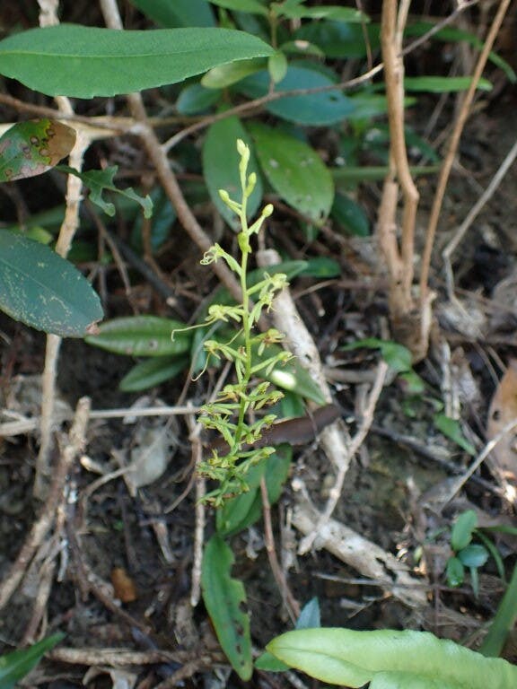 圖三十七：長鬚闊蕊蘭（Peristylus calcaratus）