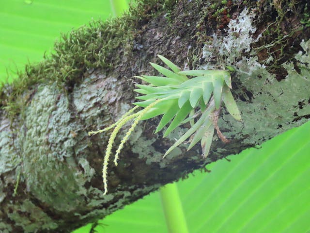 圖二十一，鳶尾蘭屬Oberonia disticha