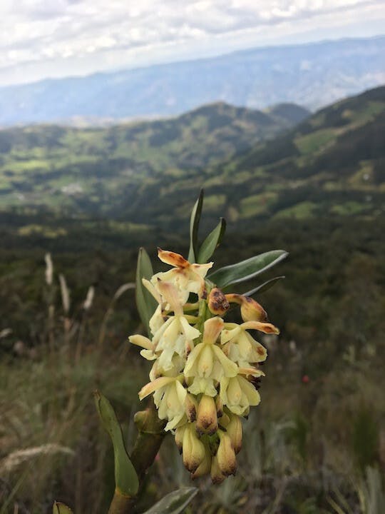 圖二十九、樹蘭（Epidendrum coronatum）