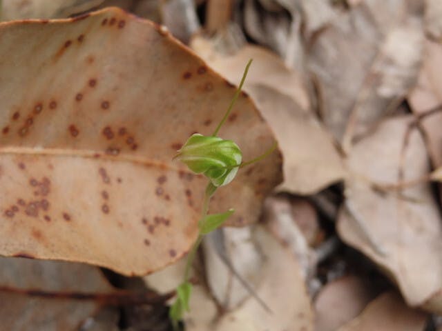 圖二十二：蝸牛蘭（Snail Orchid）Pterostylis sp. robust（Caldyanup Snail Orchid）