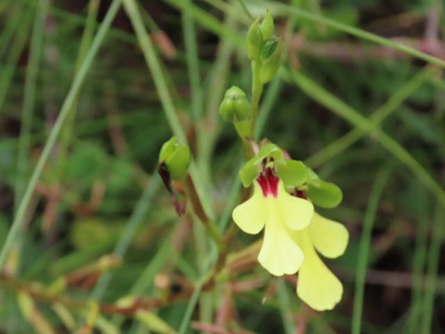 圖九：狗睪蘭屬Cynorkis flexuosa