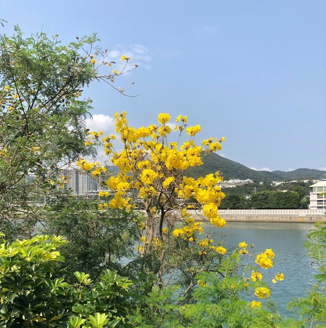 雙子橋畔的黃花風鈴木