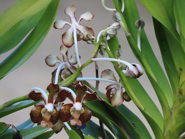 （圖六）白柱萬代蘭（Vanda brunnea）