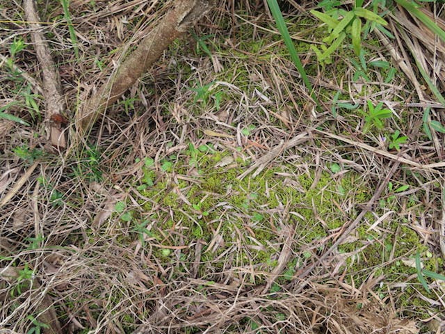 圖二十六：頭盔蘭Corybas recurvus（Helmet Orchid）