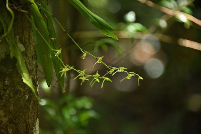 圖十二，風蘭屬Angrecum calceolus