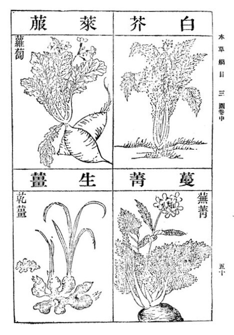 《本草綱目》之萊菔圖。