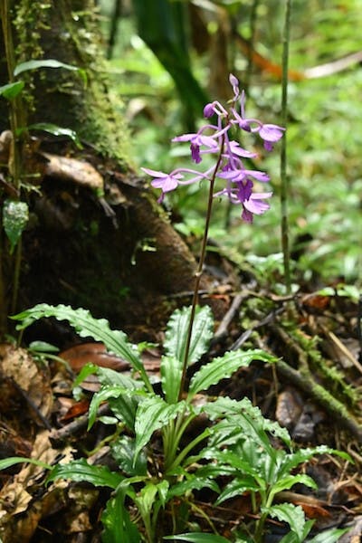 圖二十二，蝦脊蘭屬Calanthe madagascariensis