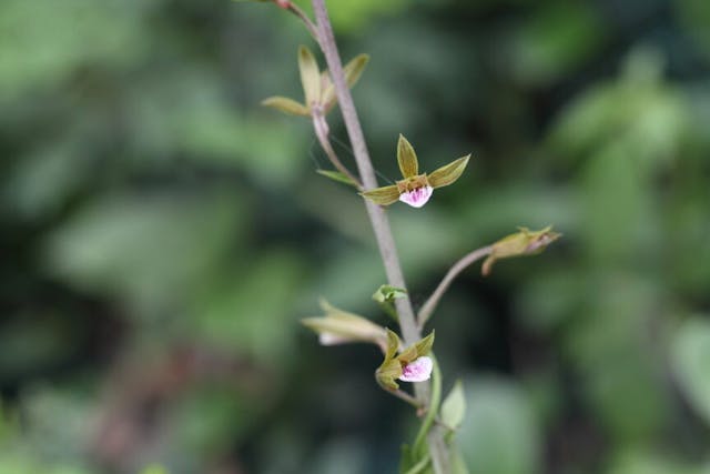 圖三十一：美冠蘭（Eulophia graminea）