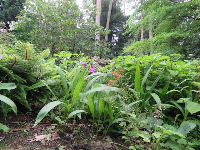 圖十七：白芨（Bletilla striata）。