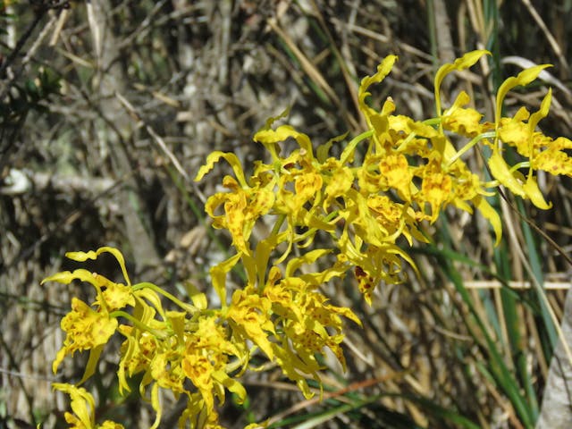 圖十七、彎唇蘭（Cyrtochilum pardinum）