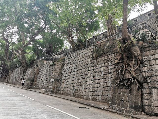 醫院道石牆樹