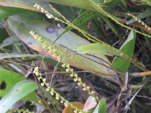 圖二十三、頭骨蘭屬Cranichis sp.近鏡