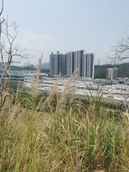 芒草叢生的白虎山頭，俯瞰蓮塘/香園圍口岸，高樓矗立於蓮塘區。