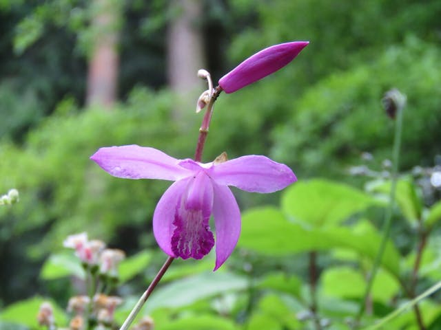 圖十八：白芨（Bletilla striata）。