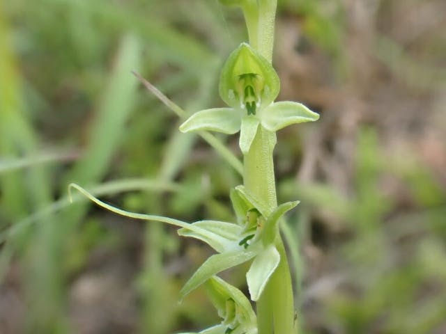 圖二十四：腎葉玉鳳花（Habenaria reniformis）