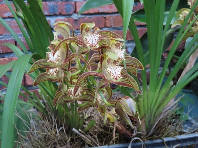 （圖二十五）在農家花圃正在盛開的黃蟬蘭（Cymbidium iridioides）