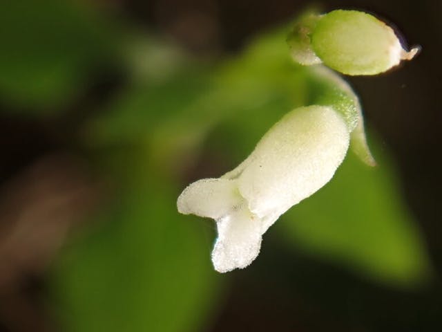 圖十二：細小叉柱蘭（Cheirostylis pusilla）