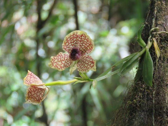 圖六十五、Telipogon hutchinsonii