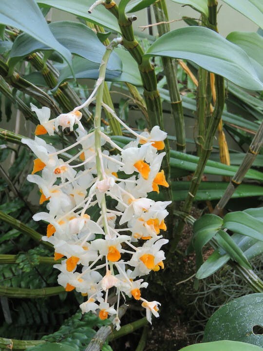 圖二十一：石斛蘭（Dendrobium thyrsiflorum）