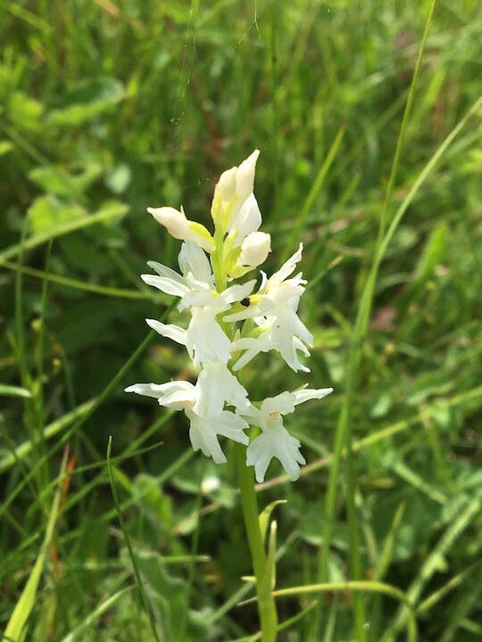 圖十：掌裂蘭白變種（Dactylorhiza incarnata alba）。