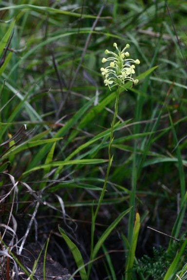 圖十九：坡參（Habenaria linguella）