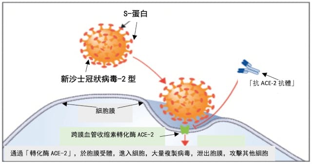 圖二：通過「轉化酶ACE-2」，於胞膜受體，進入細胞，大量複製病毒，泄出胞膜，攻擊其他細胞。（來源：R&amp;amp;D Systems, ACE-2:&nbsp;&lt;a href=&quot;https://www.rndsystems.com/resources/articles/ace-2-sars-receptor-identified&quot;&gt;The Receptor for SARS-CoV-2&lt;/a&gt;）