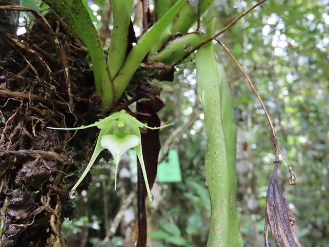 圖二十，擬風蘭屬Aeranthes caudata