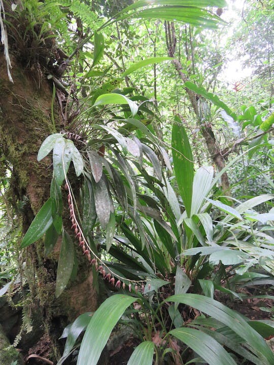 圖十一、微柱蘭（Stelis purpurea）