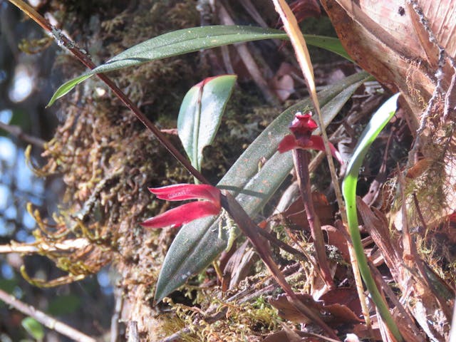 圖七十六、腋唇蘭（Maxillaria sp.）