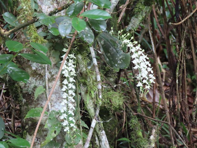 圖二十五船形蘭屬Aerangis citrata