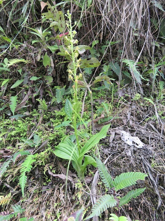 圖三十一、微柱蘭屬Stelis argentata