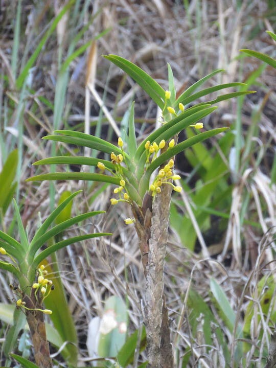 圖六十二、腋唇蘭（Maxillaria aureum）