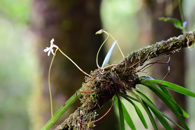 圖二十七，裘美蕾風蘭屬Jumellea flavescens