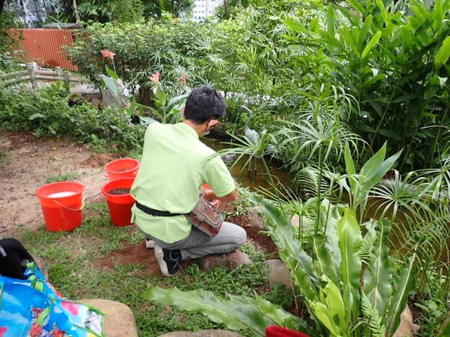 筆者正在地面準備移種地生蘭。