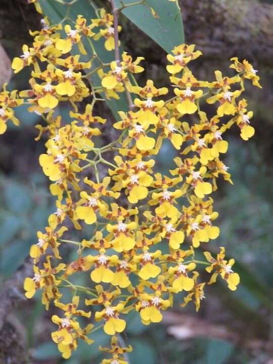 圖五、文心蘭（Oncidium varicosum）近鏡