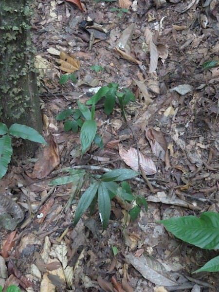 （圖四十）管花蘭（Corymborkis veratrifolia）