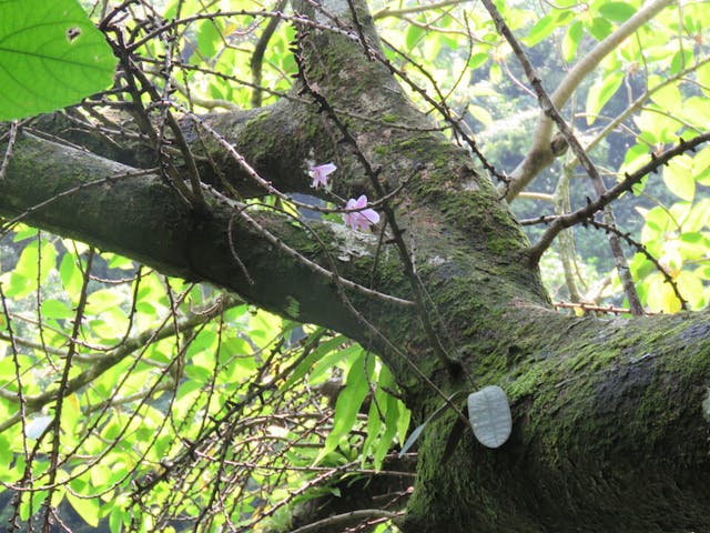 圖十九、西蕾麗蝴蝶蘭（Phalaenopsis schilleriana）的開花植株。