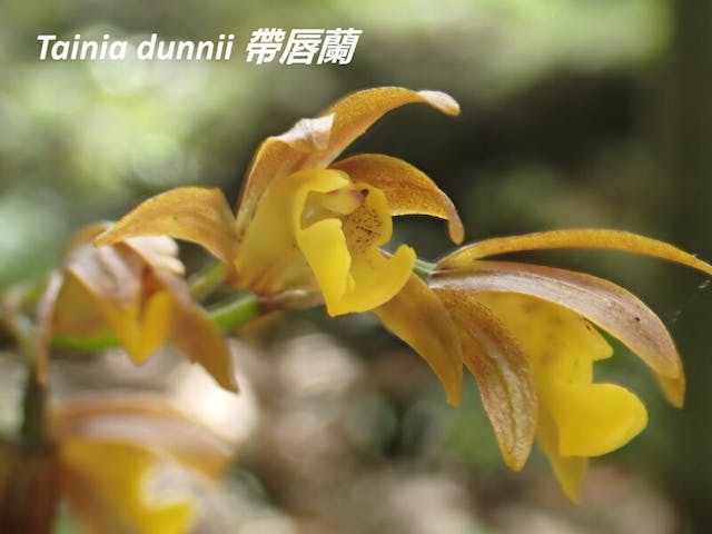 圖七、帶唇蘭（Tainia dunnii）