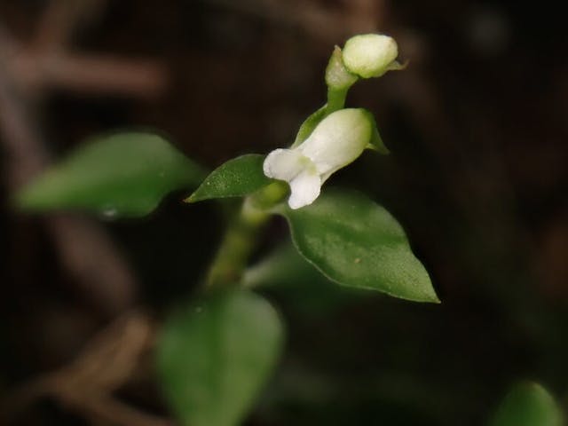 圖十一：細小叉柱蘭（Cheirostylis pusilla）