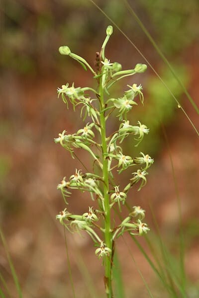 圖二十三：玉鳳蘭屬Habenaria incarnata