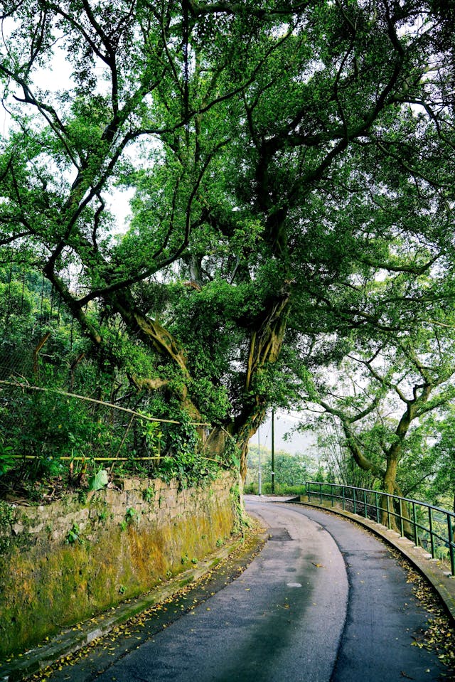 獅山小路桃花落，細雨斜風獨自歸