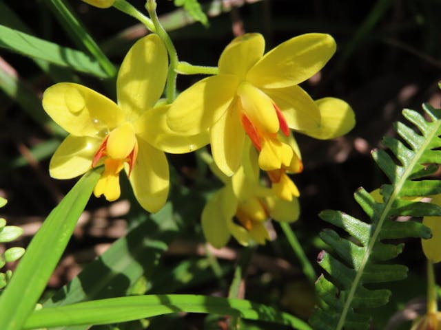 圖十一：苞舌蘭（Spathoglottis pubescens）