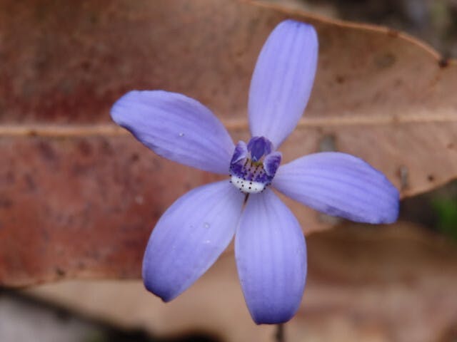 圖二十八：Cyanicula sericea（Silky Blue Orchid）