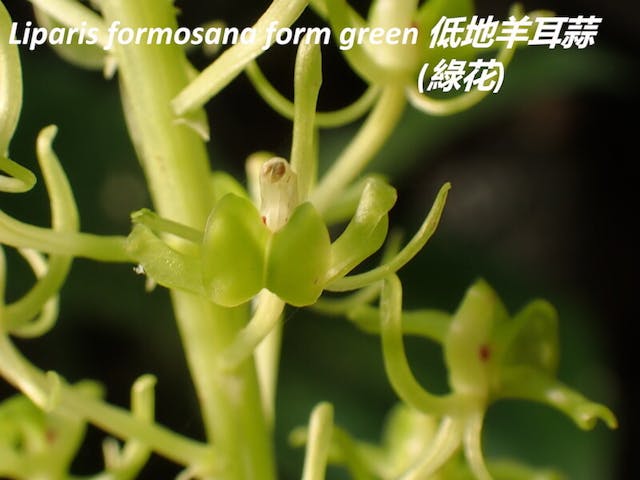 圖五、低地羊耳蒜（Liparis formosana）