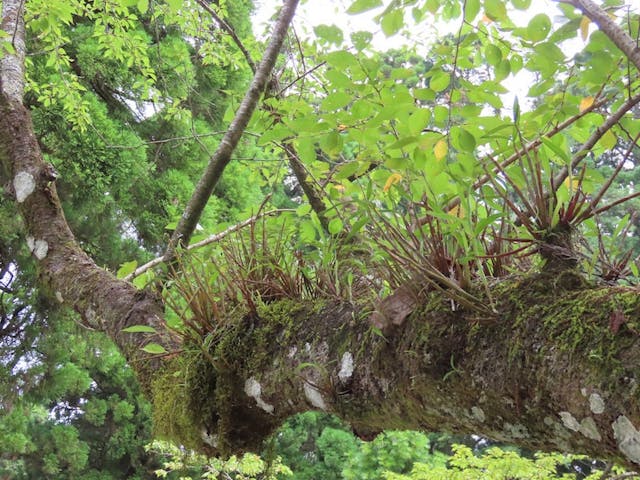 圖一：細莖石斛（Dendrobium moniliforme）